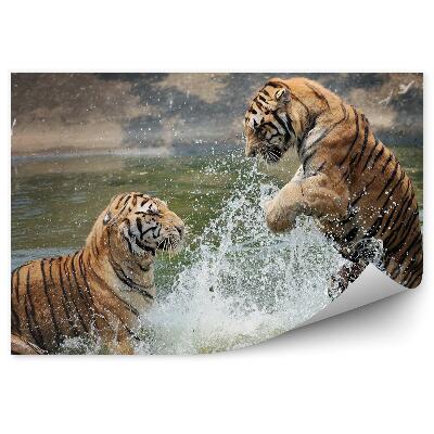 Öntapadós fotótapéta Tigrisek játszanak a vízben