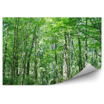 Öntapadós fotótapéta sugárút öreg nyírfák között lombhullató erdőben