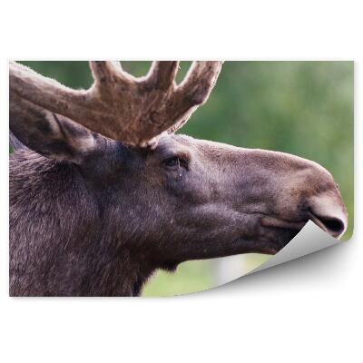 Modern fotótapéta Egy hím jávorszarvas feje