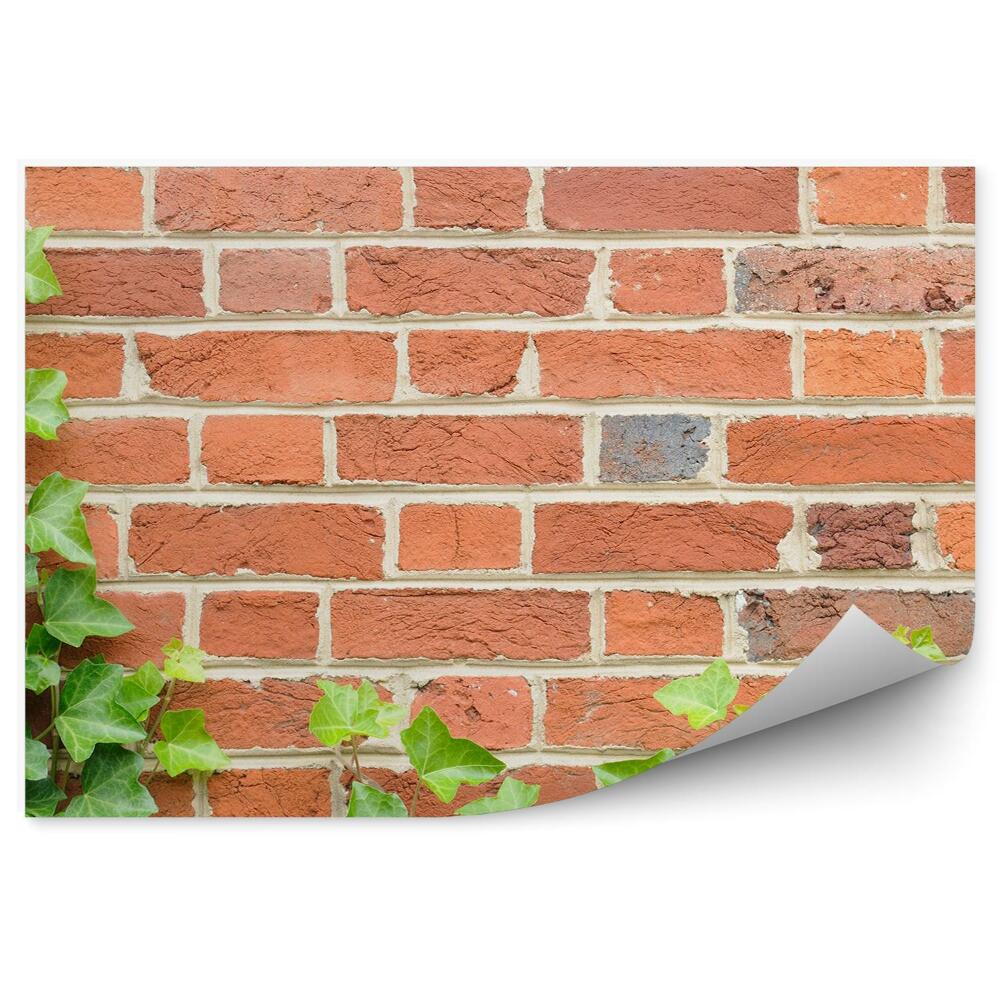 Fotótapéta Ivy téglafal