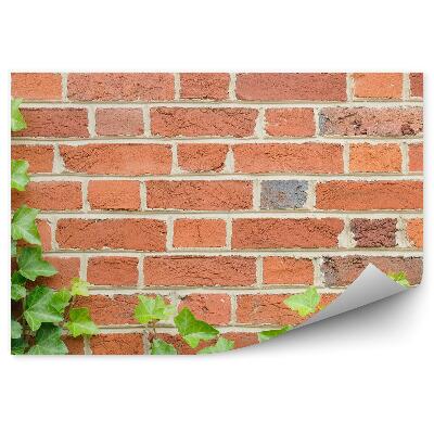 Fotótapéta Ivy téglafal