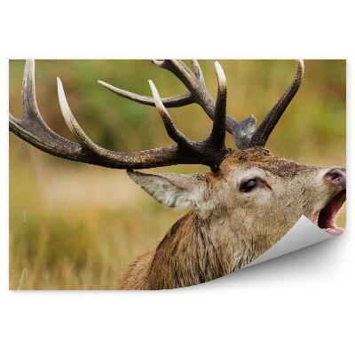 Öntapadó fotótapéta Egy ordító szarvas portréja