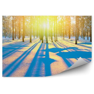 Öntapadó fotótapéta Téli tűlevelű erdő napkelte