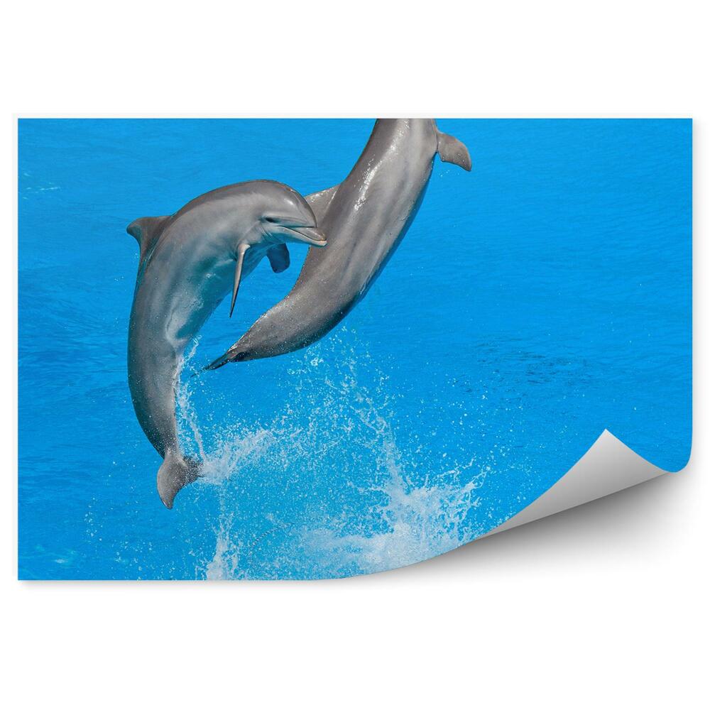 Poszter tapéta Delfinek a delfináriumban