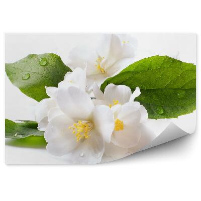 Poszter tapéta Fehér jázmin virágok harmat fehér háttér