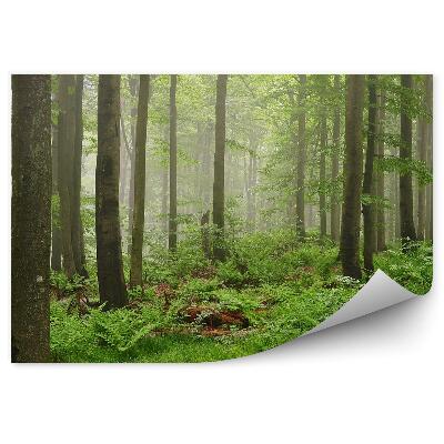 Öntapadós fotótapéta Zöld köd erdő