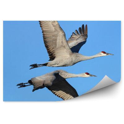 Modern fotótapéta Repülő daruk a kék ég ellen