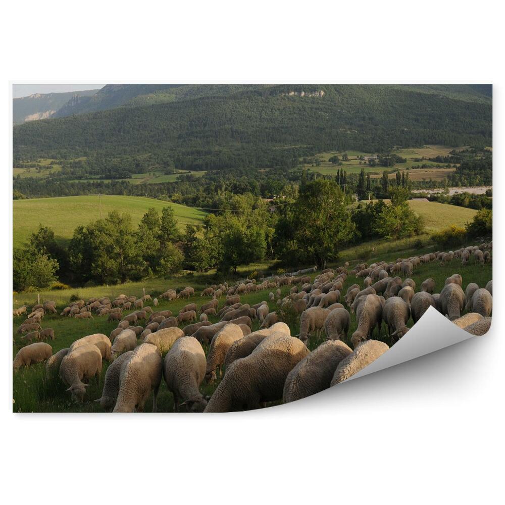 Poszter tapéta hegyek fák zöld juhok Provence Franciaország