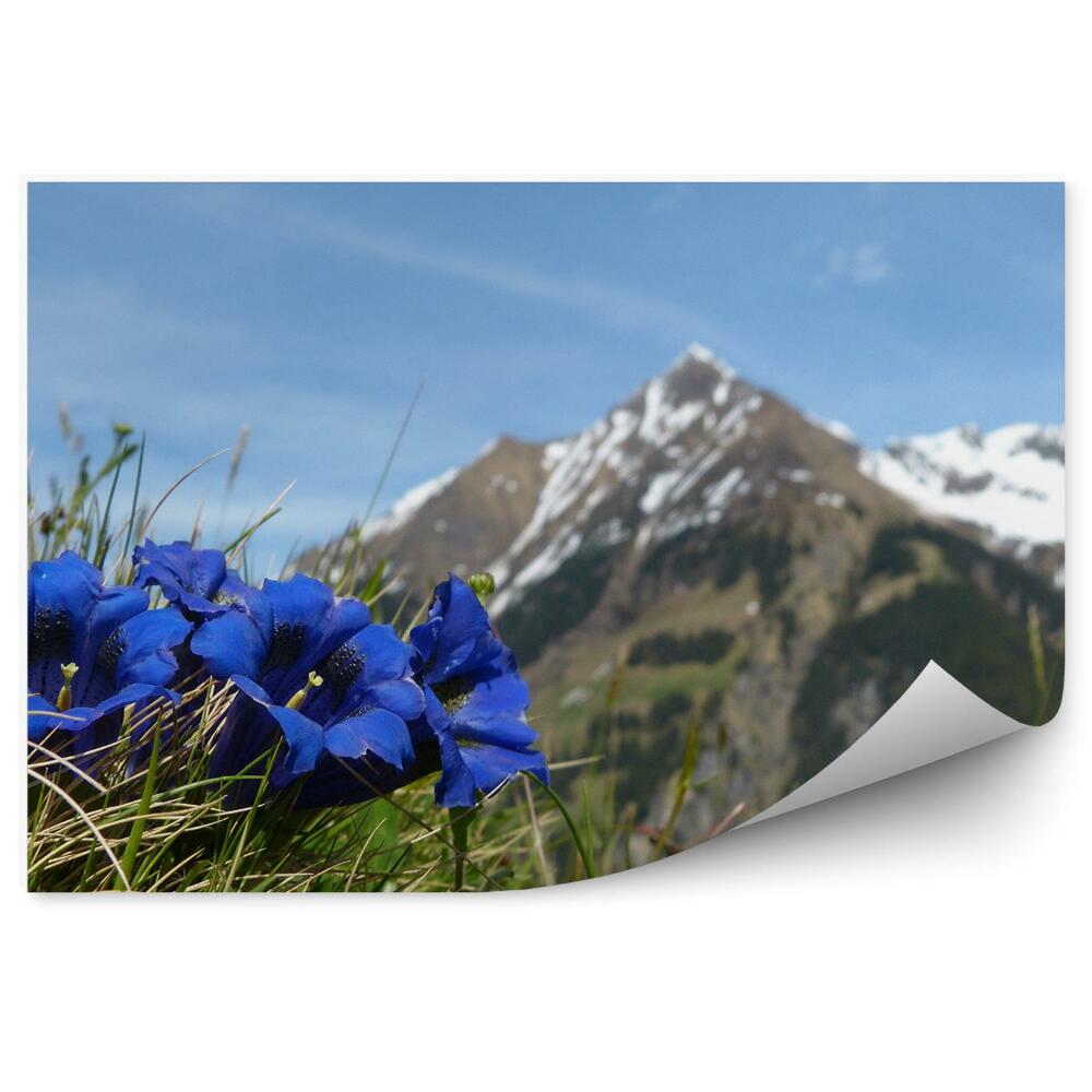 Öntapadó fotótapéta Mont blanc hegyek tél hó fű virágok ég Alpok