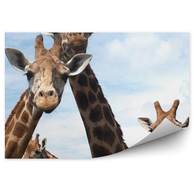 Öntapadó fotótapéta Kíváncsi zsiráfok
