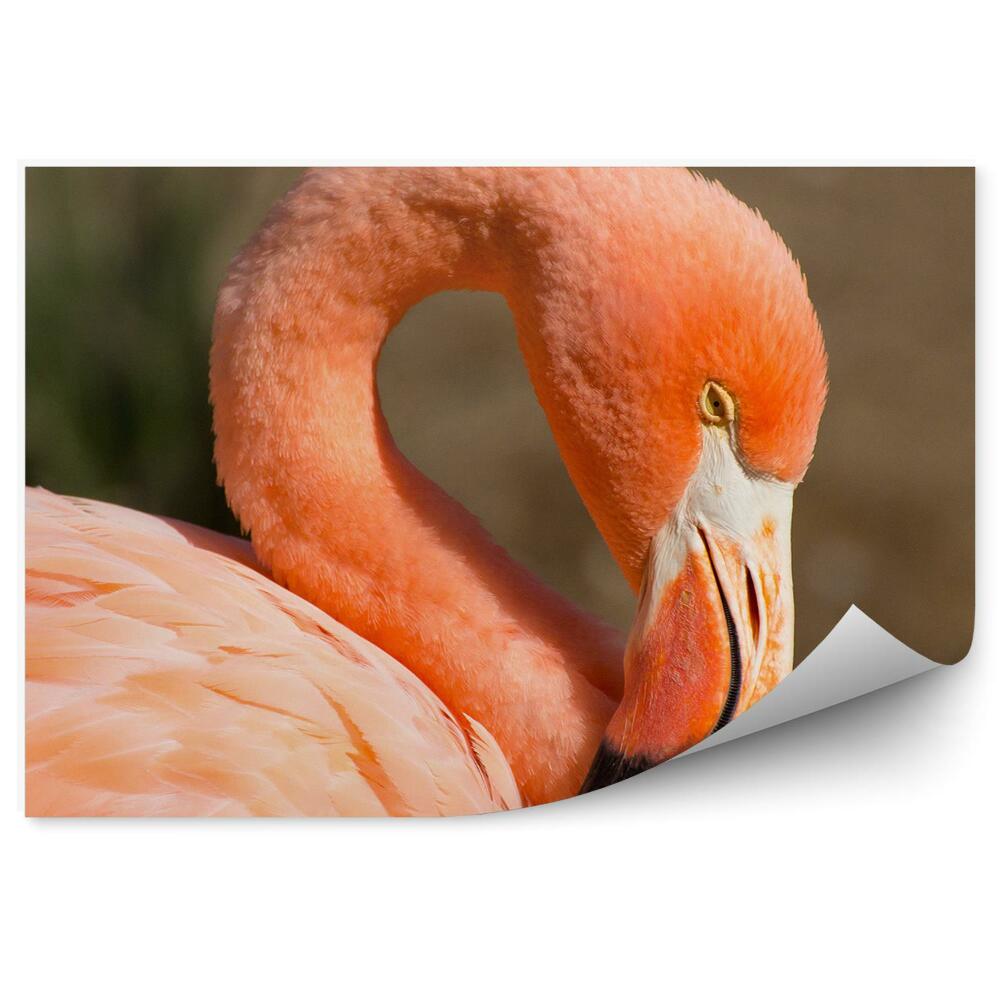 Fotótapéta narancssárga flamingó barna háttér madár