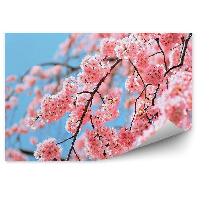 Fotótapéta Cseresznyevirágzik Tokió kék ég