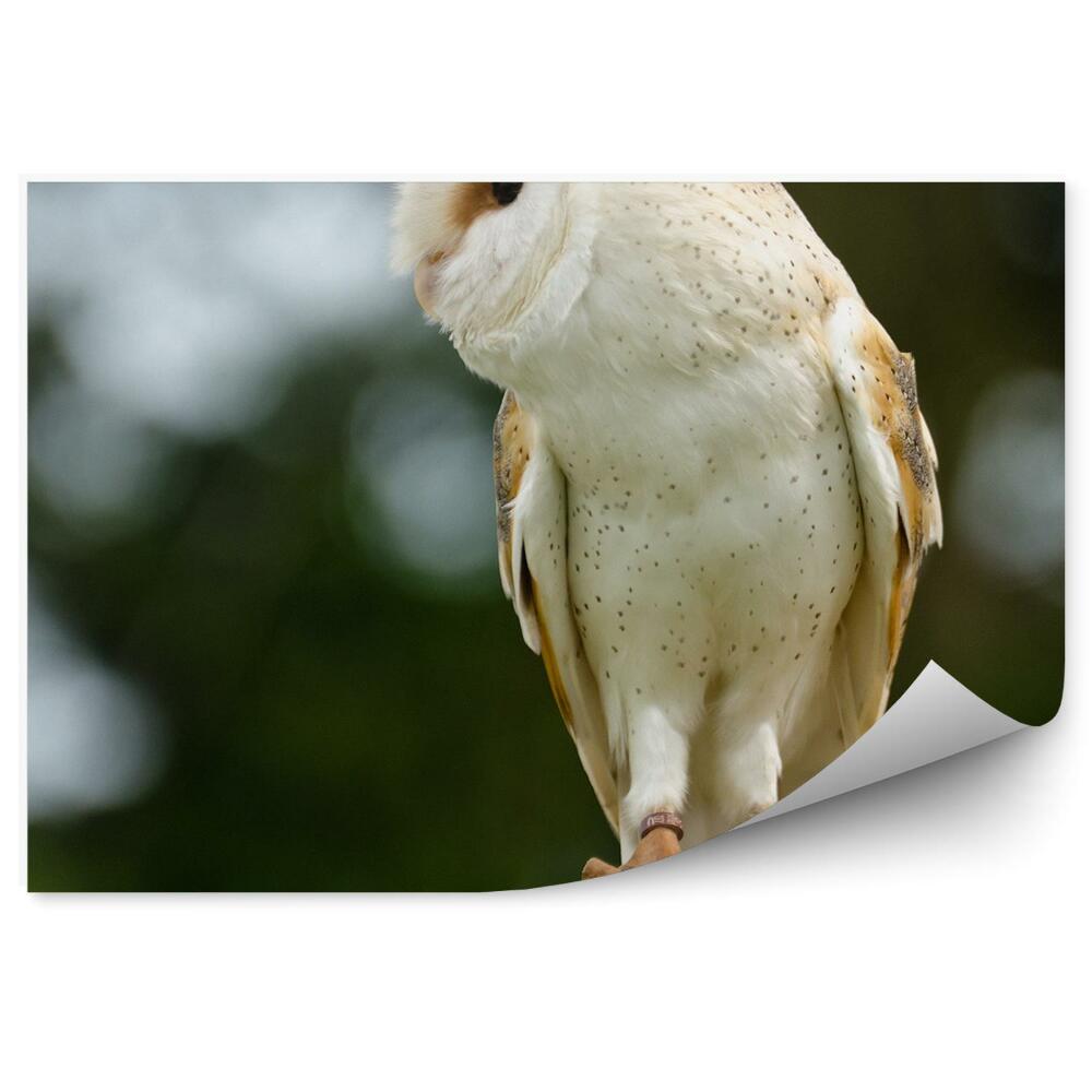Fotótapéta Fülesbagoly profil
