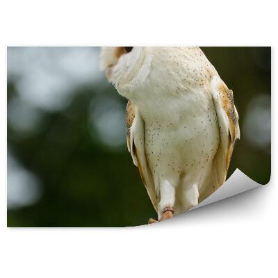 Fotótapéta Fülesbagoly profil