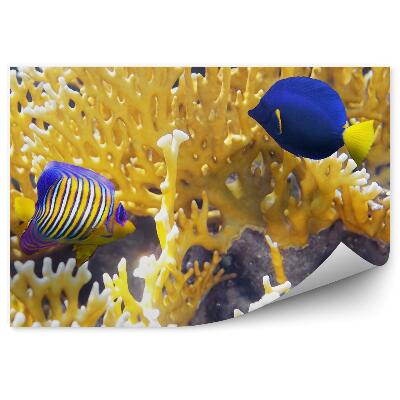 Poszter tapéta Színes halak zátony víz víz alatti világ