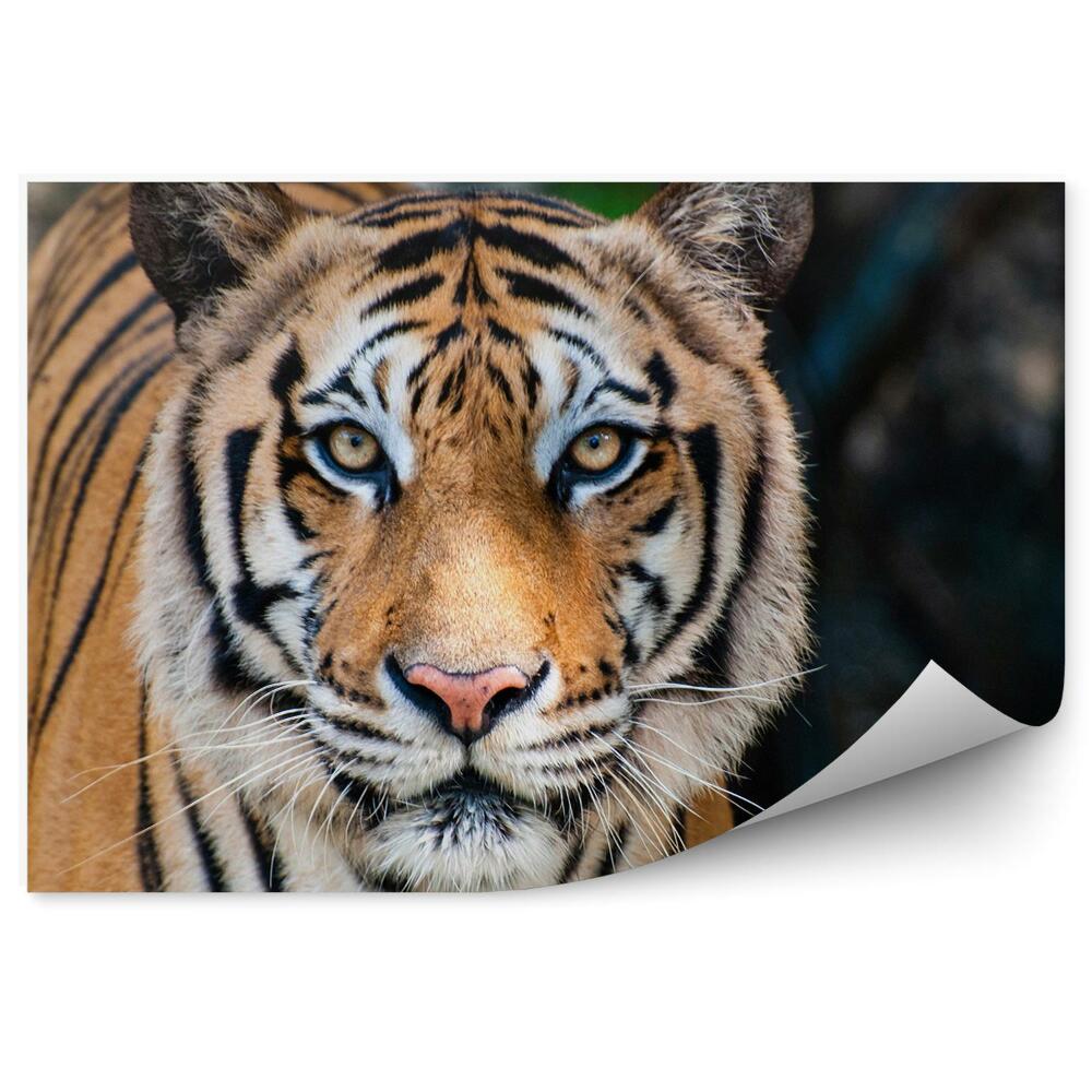 Öntapadós fotótapéta falra Nagy bengáli tigris