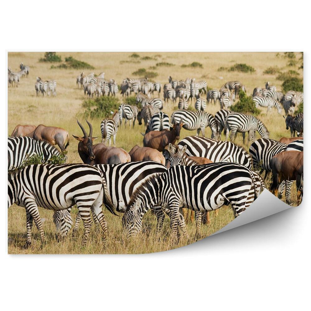 Fotótapéta Nagy vándorlási nemzeti park állatok zebrák