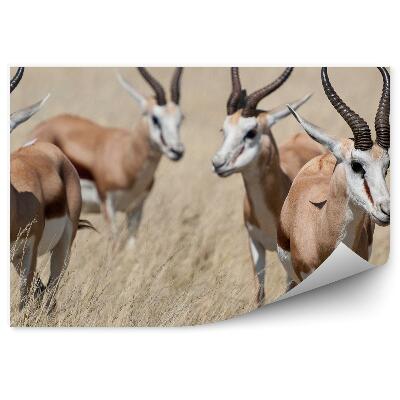 Öntapadó fotótapéta Antilop fű Etosha Nemzeti Park