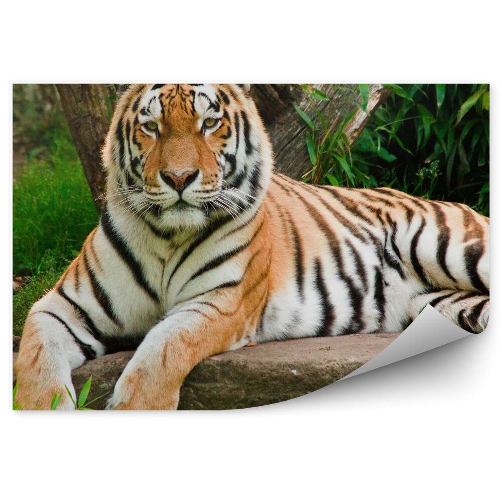 Öntapadós fotótapéta Bengáli tigris egy sziklán feküdt