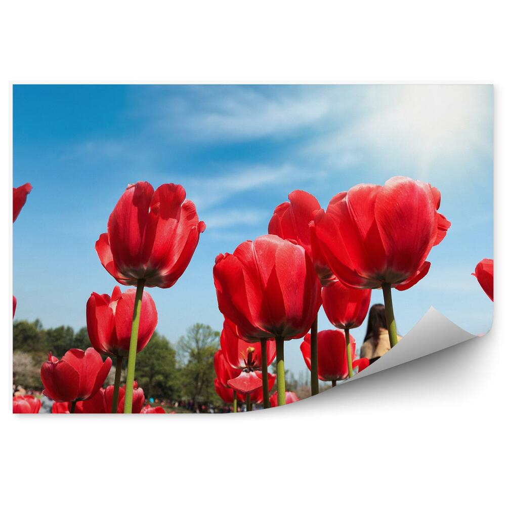 Modern fotótapéta Tulipánok fák tó égbolt felhők nap