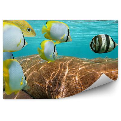 Fotótapéta Trópusi hal