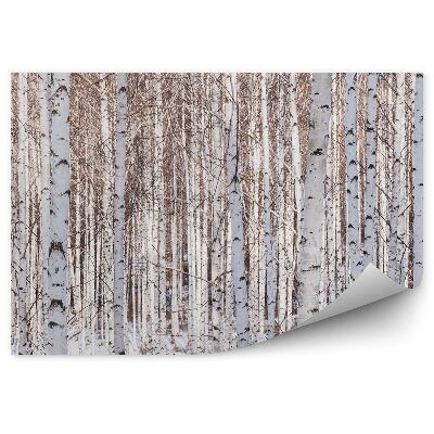 Öntapadó fotótapéta Panoráma erdő fák ágak téli nyírfák