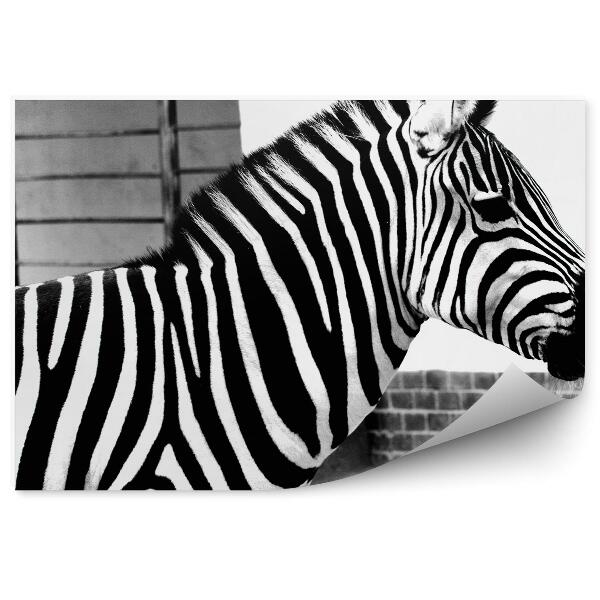 Fotótapéta Zebra közelről a háttérben egy kerítés