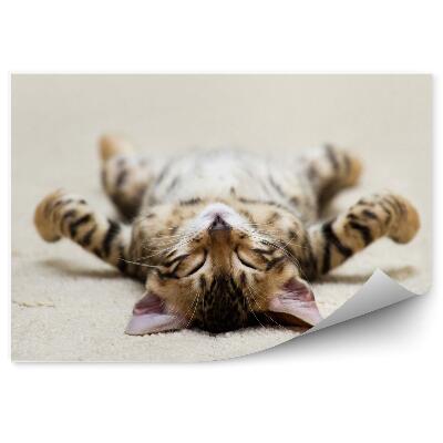 Fotótapéta Édes cica