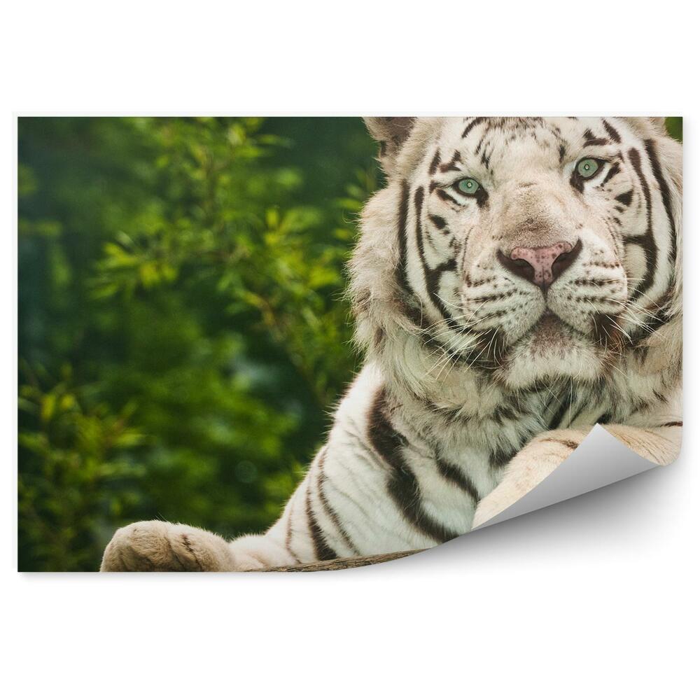 Modern fotótapéta fehér tigris