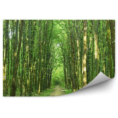 Öntapadós fotótapéta Napos nyári nap fák