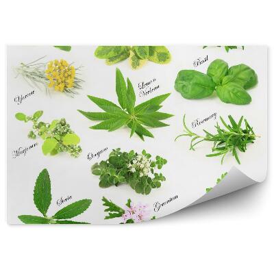 Modern Fotótapéta Friss aromás fűszernövények gyűjteménye