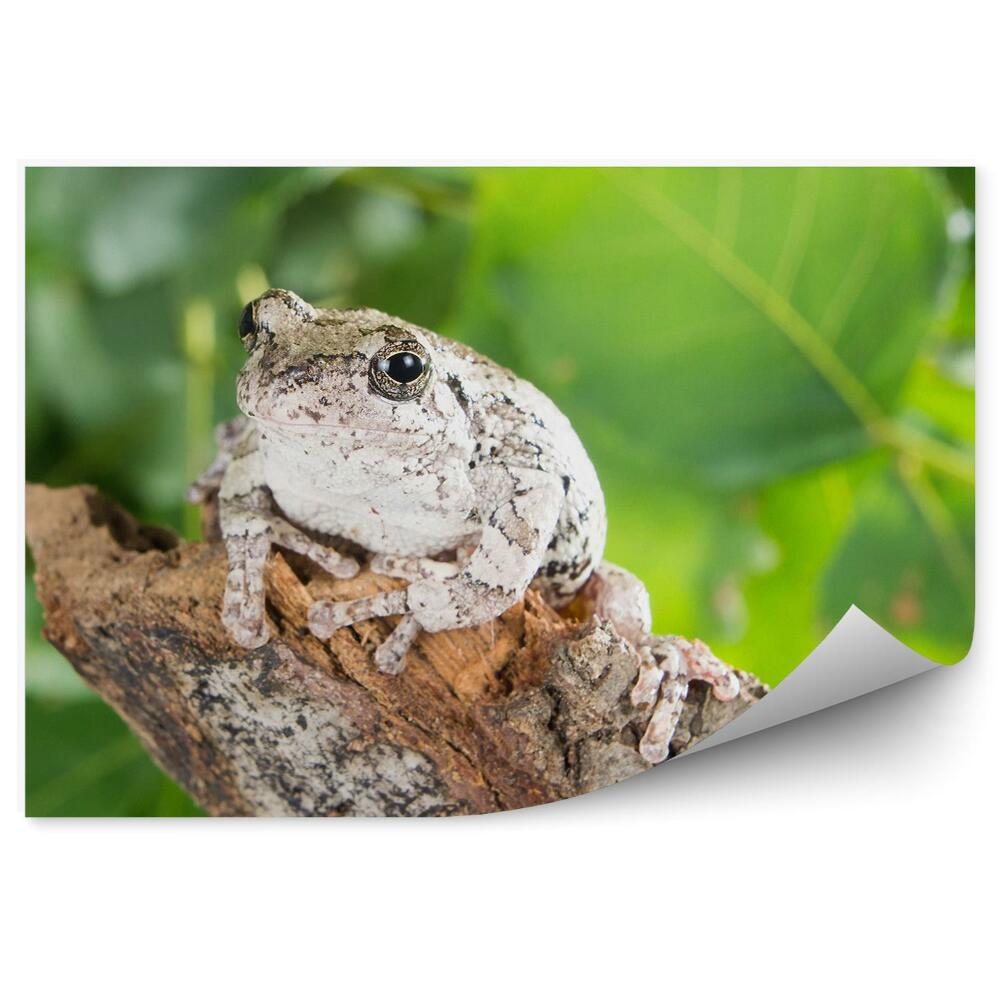 Modern fotótapéta Szürke leveli béka
