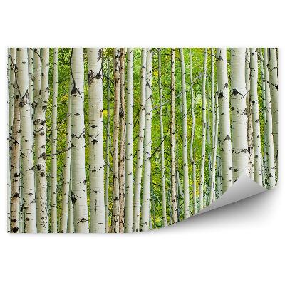 Öntapadós fotótapéta Sűrű lombhullató erdő fehér nyírfa kéreg nyárfák