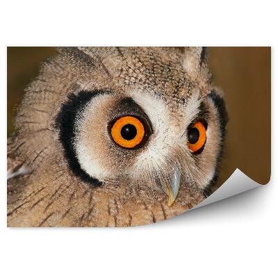 Poszter tapéta Bagolysápadt fej