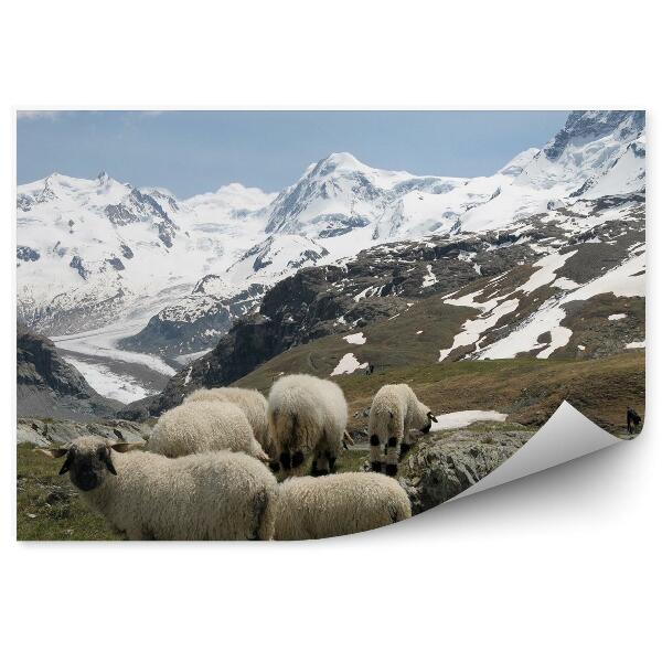 Öntapadós fotótapéta Juh hegyek monte rosa Alpok hó téli felhők ég