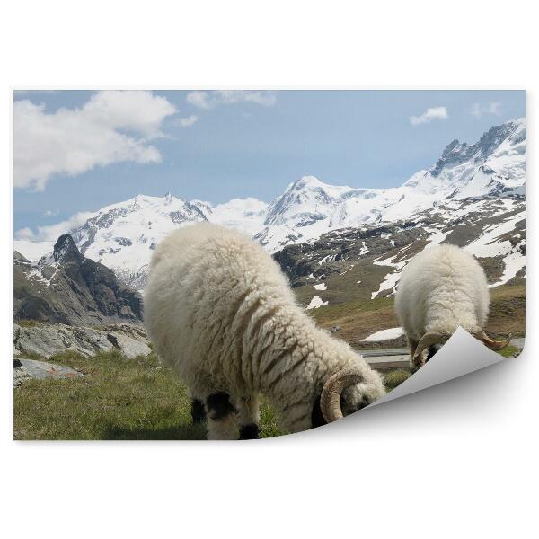 Öntapadó fotótapéta Juh hegyek monte rosa Alpok hó téli felhők ég fű