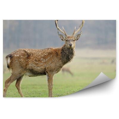 Öntapadós fotótapéta falra Szarvas a réten