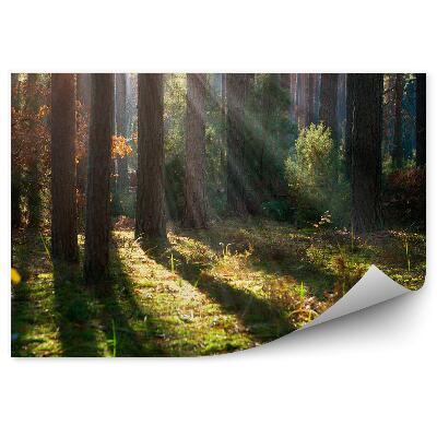 Öntapadó fotótapéta Őszi erdei köd