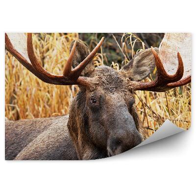 Öntapadós fotótapéta Hím jávorszarvas a fű között