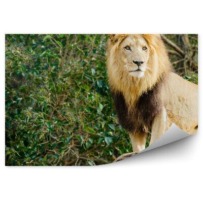 Fotótapéta Egy hím oroszlán egy kövön áll