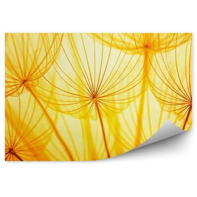 Fotótapéta Gyermekláncfű virág magvak