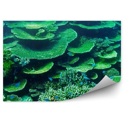 Öntapadós fotótapéta Korallzátony maldív zöld hal