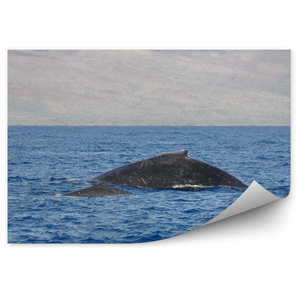 Fotótapéta púpos bálnák óceán Hawaii