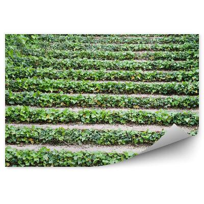 Poszter tapéta Ivy lépcsők