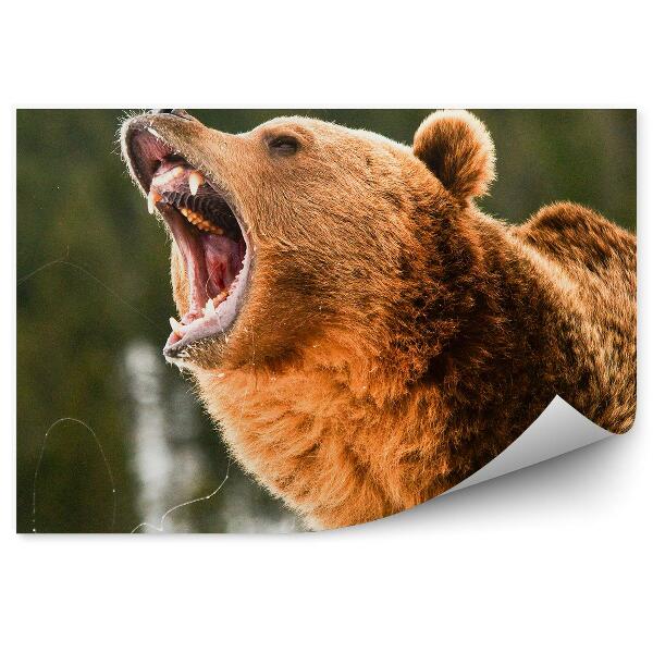 Öntapadó fotótapéta Ordító grizzly medve