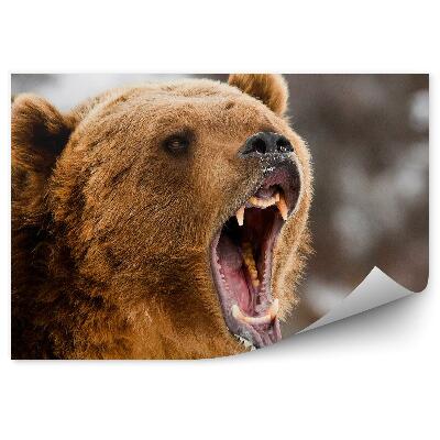 Öntapadós fotótapéta falra Üvöltő grizzly közelről