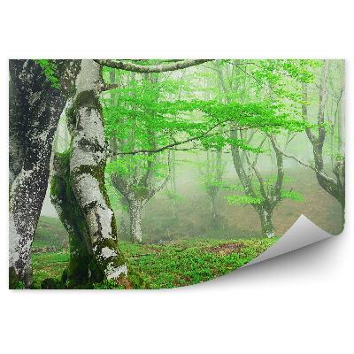 Öntapadós fotótapéta mohás nyírfák tavaszi ködös erdő