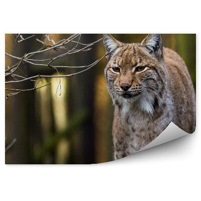 Öntapadós fotótapéta Hiúz erdő