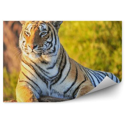 Poszter tapéta Portré egy tigris egy sziklán