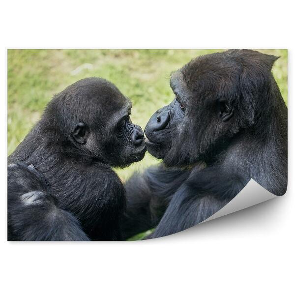 Fotótapéta Anya gorilla kölyökkel